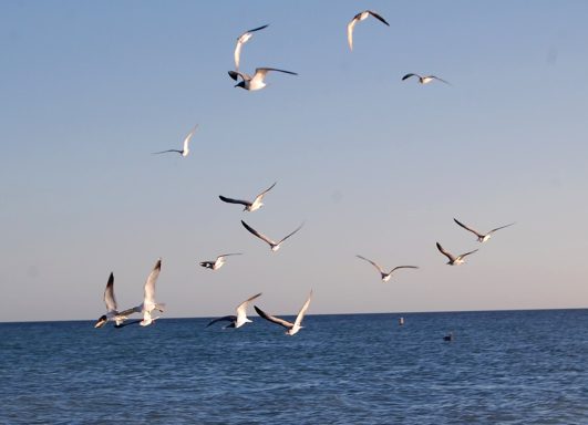 Gulls Fishing