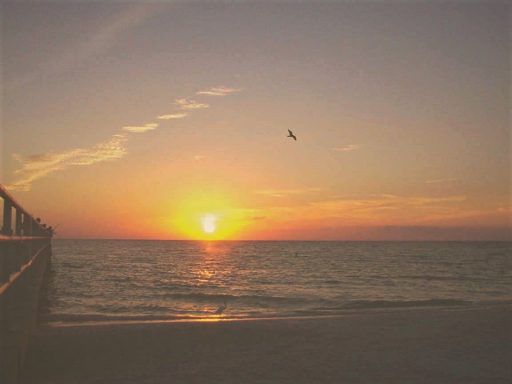 Gulls at Sunset