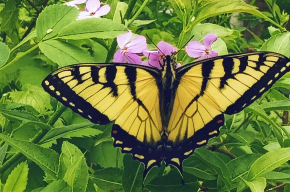Yellow Butterfly