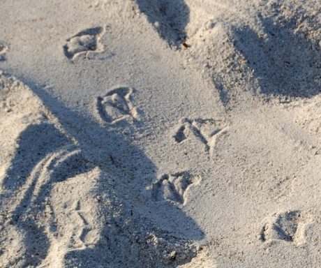 Gull Footprints