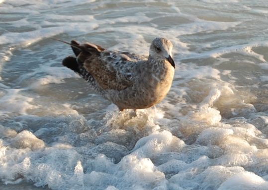 Gull Surfing