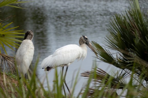 Storks Stalking