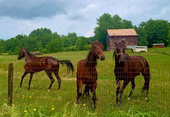 Quarter Horses