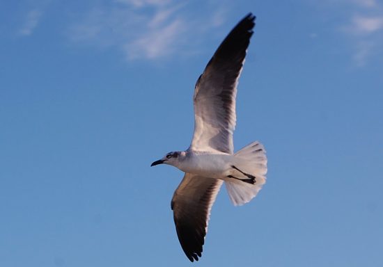 Gull in Flight