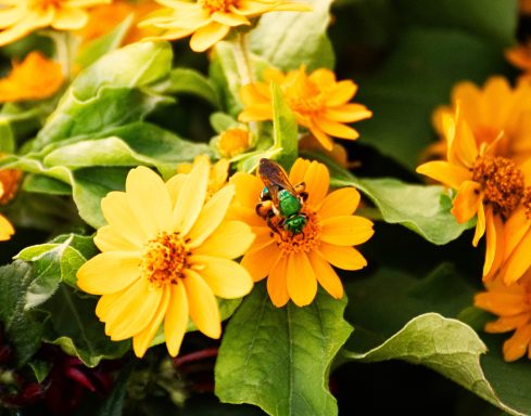 Bee in Flowers