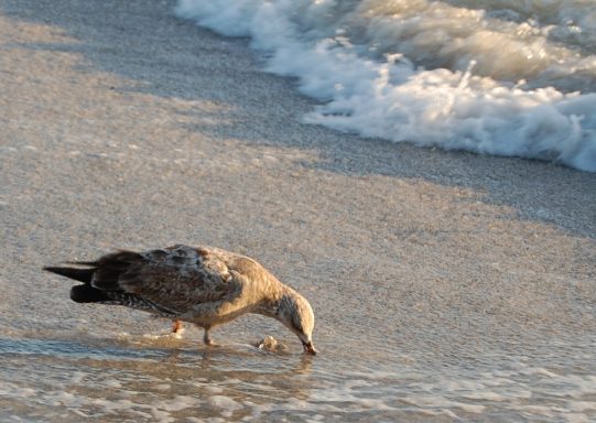 Gull Drinking
