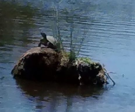 Turtle Island