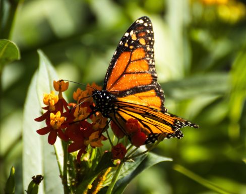 Orange Butterfly